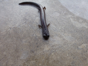 Channel Islands Salamander