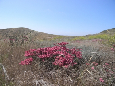 Red Buckwheat Plant