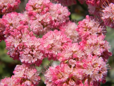 Red Buckwheat Flower