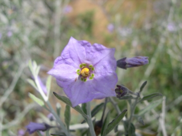 Island Nightshade