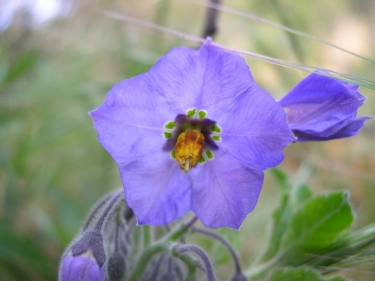 Island Nightshade