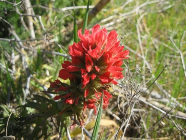 Paintbrush, red