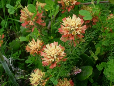 Paintbrush, Castilleja