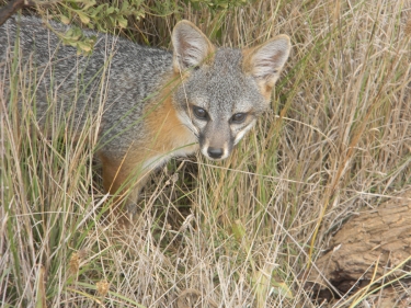 Island Fox