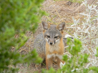 Island Fox