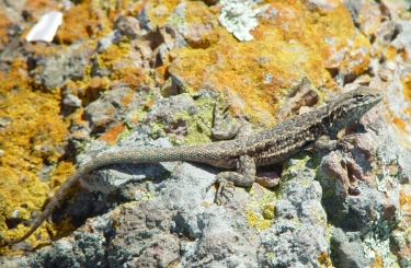 Side-blotched Lizard