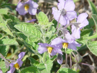 Island Nightshade