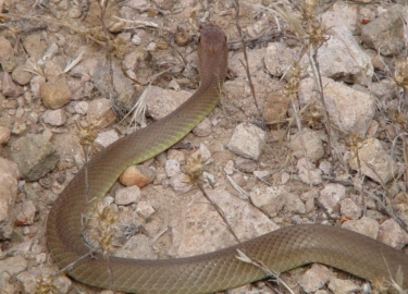 Yellow-bellied Racer