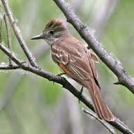 Ash Throated Fly Catcher