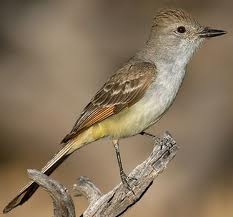 Ash Throated Fly Catcher