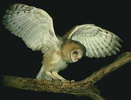 Barn Owl