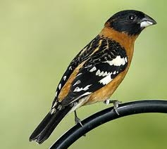 Black Headed Grosbeak