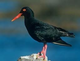 Black Oystercatcher