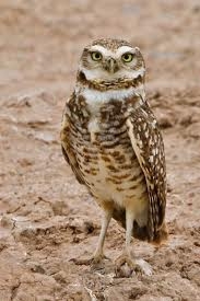 Burrowing Owl