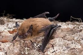California Bat