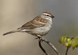 Chipping Sparrow