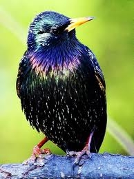 European Starling