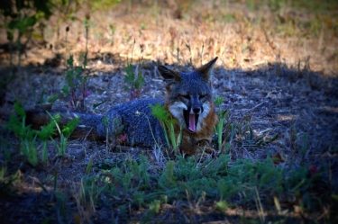 Sleepy Fox