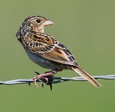 Grass Hopper Sparrow