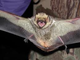 Hoary Bat