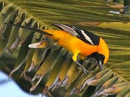 Hooded Oriole