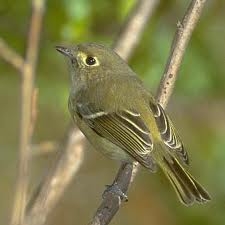 Hutton's Vireo