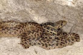 Island Gopher Snake