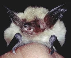 Long Eared Bat