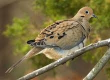 Mourning Dove