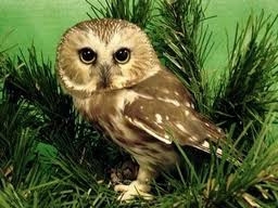 Northern Saw-whet Owl