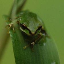 Pacific Tree Frog