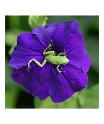 Pacific Tree Frog on Flower