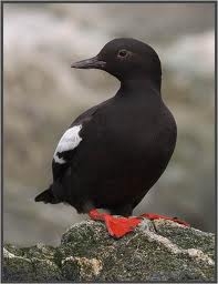 Pigeon Guillemot