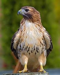 Red Tailed Hawk