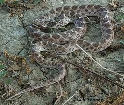 Spotted Night Snake