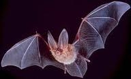 Townsends Big Eared Bat