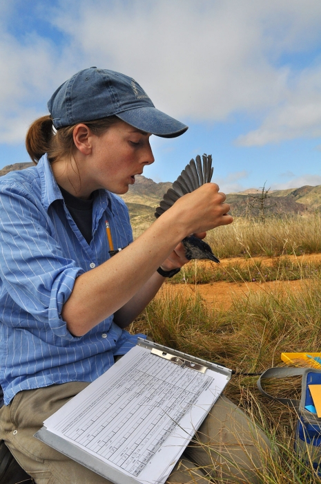 researcher holding blue jay