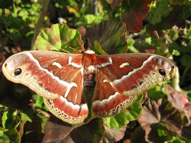 moth
