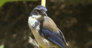 Scrub Jay