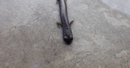 Channel Islands Salamander