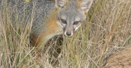 Island Fox