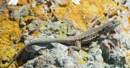 Side-blotched Lizard