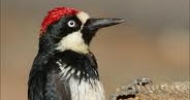 Acorn Woodpecker