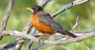 American Robin