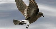 Ashy Storn Petrel