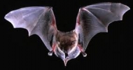 Big Brown Bat