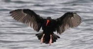 Black Oystercatcher