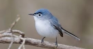 Blue Gray Gnatcather