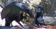Brant's Cormorant