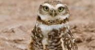 Burrowing Owl